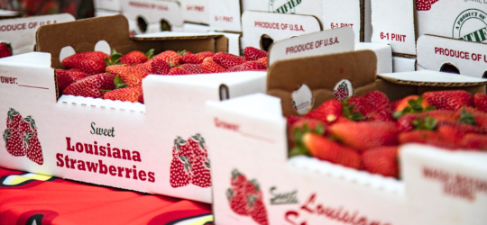 Louisiana Strawberries