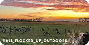 birds in an field at sunset
