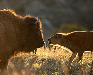 large buffalo with baby buffalo