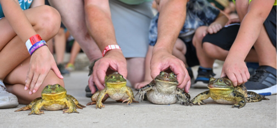 Four hands holding down four frogs on the concrete at the Rayne Frog Festival.