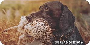 Dog with a bird in its mouth, with overlay text that reads: @uplander1016