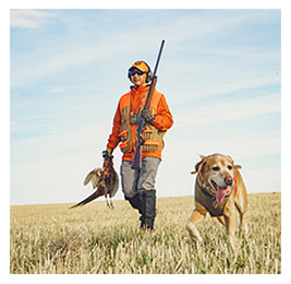 Man pheasant hunting with a dog in a field beside him