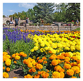Garden of blooming orange, yellow and purple flowers