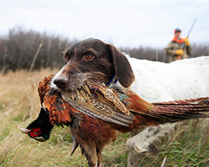 A white and brown dog with a pheasant in its mouth