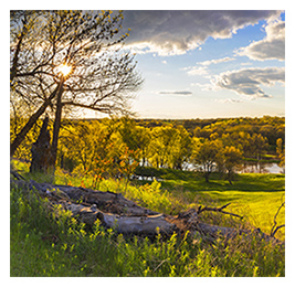 A scene of golden fall leaves in trees and green grass with a blue sky
