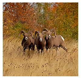 Three bighorn sheep standing in a field with red and orange fall foliage in the background