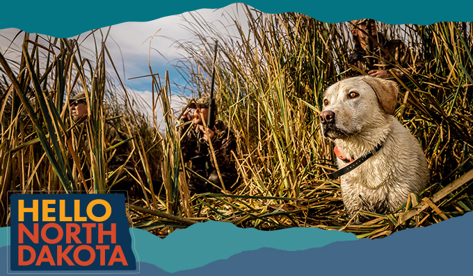 Yellow dog in a marsh surrounded by plants and accompanied by three hunters with a text overlay that reads Hello North Dakota