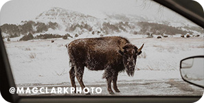 View out of a car window of a bison standing in the snow, with overlay text that reads @magclarkphoto