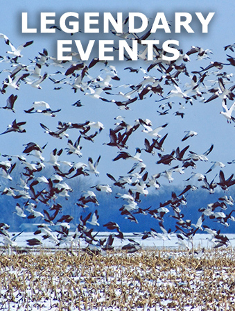Dozens of white and black birds flying over a snowy landscape, with overlay text that reads Legendary Events
