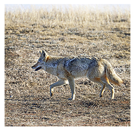 Coyote moving across a barren landscape