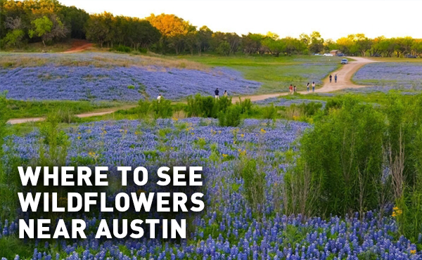 A field of purple bluebonnet wildflowers in bloom near Austin, Texas 