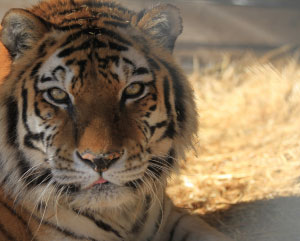 Close-up shot of a tiger's face