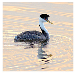 Black and white bird with a long neck floating on water