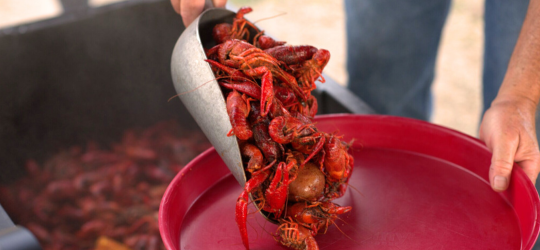 A heaping scoop of boiled crawfish are served on a tray.