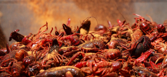 Freshly boiled Louisiana crawfish are dusted with Cajun seasonings.