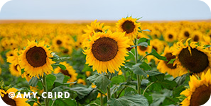 Close-up of a sunflower field with overlay text that reads: @amy.cbird