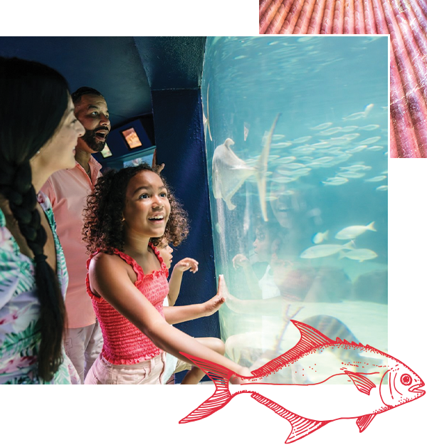 girl looking at fish at mote marine in sarasota