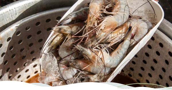 A scoop of raw shrimp before being placed into a boiling pot.