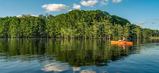A paddling trail in north Louisiana highlights the area's rich green and blue tones.