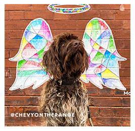 Brown dog standing in front of a mural of colorful angel wings and a halo painted on a red brick wall, with overlay text that reads: @chevyontherange