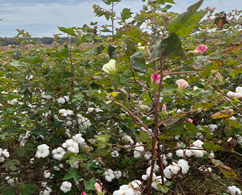 Cotton plants with white bolls and pink blossoms growing in a field.