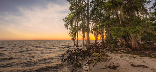 Sunset over a cypress-lined shoreline with waves lapping at the beach.