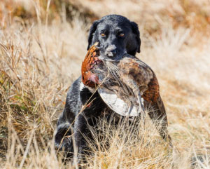Black dog in a field with a hunted bird in its mouth