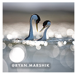 Two white and black birds with long necks in water, with overlay text that reads: @ryan.marshik