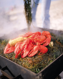 lobster photo