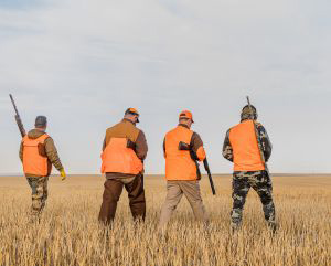 View from behind of four men wearing bright-orange vests walking through a grassy field and carrying hunting rifles