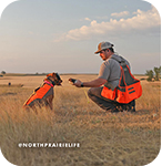 Man and a dog wearing an orange vest hunting in a field, with overlay text that reads: @northprairielife