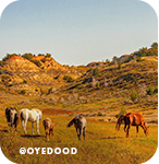 Several horses grazing on brown grass with rock formations behind them, with overlay text that reads: @oyedood