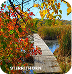A wood boardwalk over water surrounded by red and yellow leaves, with overlay text that reads: @territhorn