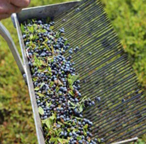 Shovel bed with blueberries in it 