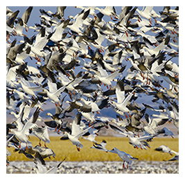 Flock of dozens of flying geese