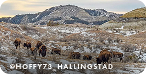Buffalo grazing on snowy hills, with overlay text that reads: @hoffy73_hallingstad