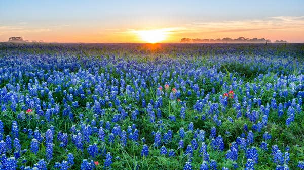 The sun sets on the horizon of a field filled with bright bluebonnets in the Texas Hill Country near Austin