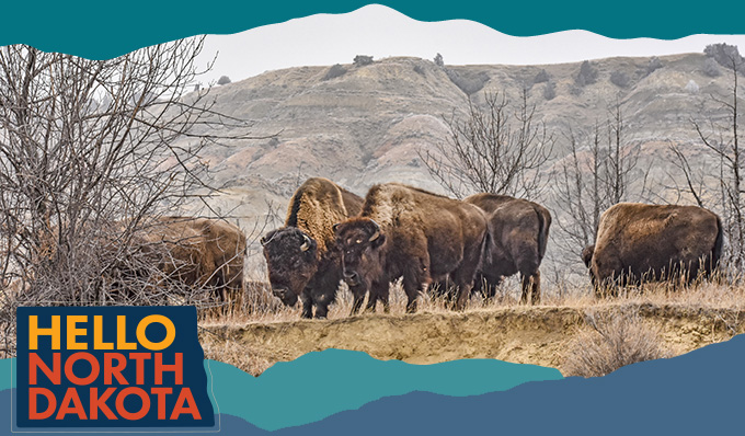 Herd of bison in a hilly landscape, with overlay text that reads: Hello North Dakota
