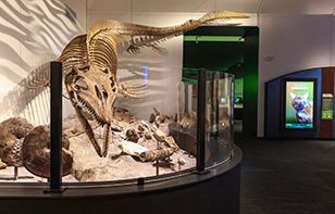 The Onion Creek Mosasaur fossil at the Texas Science & Natural History Museum in Austin