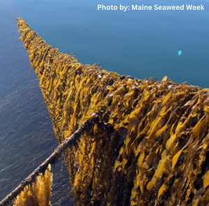 Line of seaweed underwater