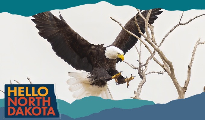 Bald eagle landing on a branch, with overlay text that reads: Hello North Dakota