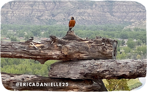 A robin with a red chest perched on tree logs with rock formations in the background and overlay text that reads: @ericadanielle25
