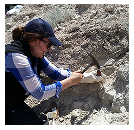 Woman using tools to dig into rocks at a fossil site 
