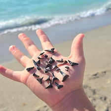 shark teeth in hand at venice fl