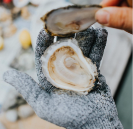 Freshly opened oyster along the Maine Oyster Trail