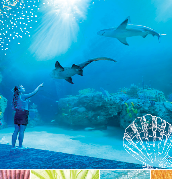 mote marine shark and girl at the aquarium glass