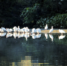 birds on phillipi creek in sarasota fl
