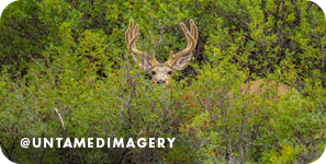 A deer with large antlers peeking out from green bushes and trees, with overlay text that reads: @untamedimagery