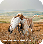 Dog carrying a hunted bird in its mouth in a wide-open landscape, with overlay text that reads: @wyattmeredith06
