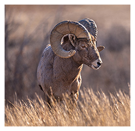 A male bighorn sheep standing in a grassy field